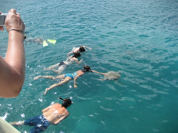 Swimming With Sea Turtles In Barbados