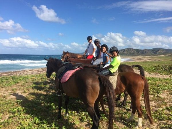 Barbados Horse Back Riding - Local Bajan