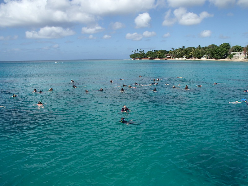 Barbados turtle swimming