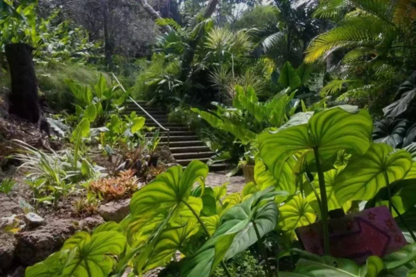 A Day at Andromeda Botanic Gardens: A Tropical Paradise in Barbados