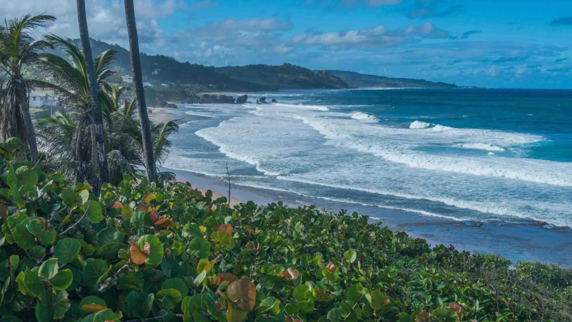 The Best Wildlife Tours and Nature Reserves in Barbados