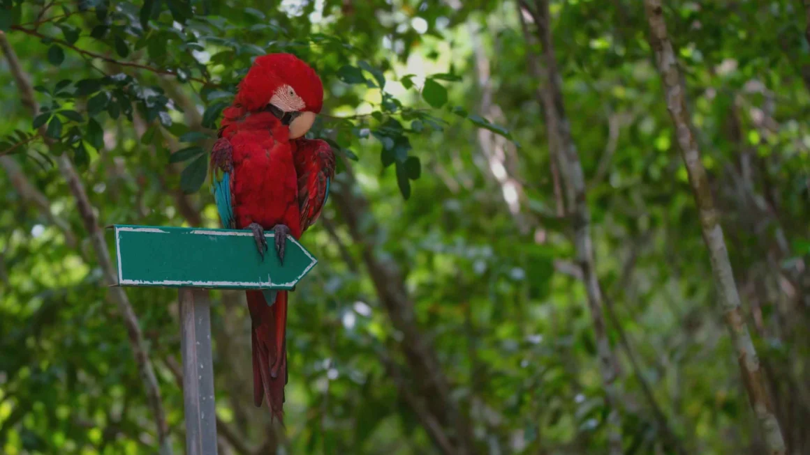 Adventures in Barbados