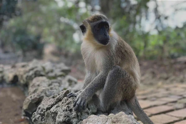 The Barbados Wildlife Reserve: A Haven for Animal Lovers