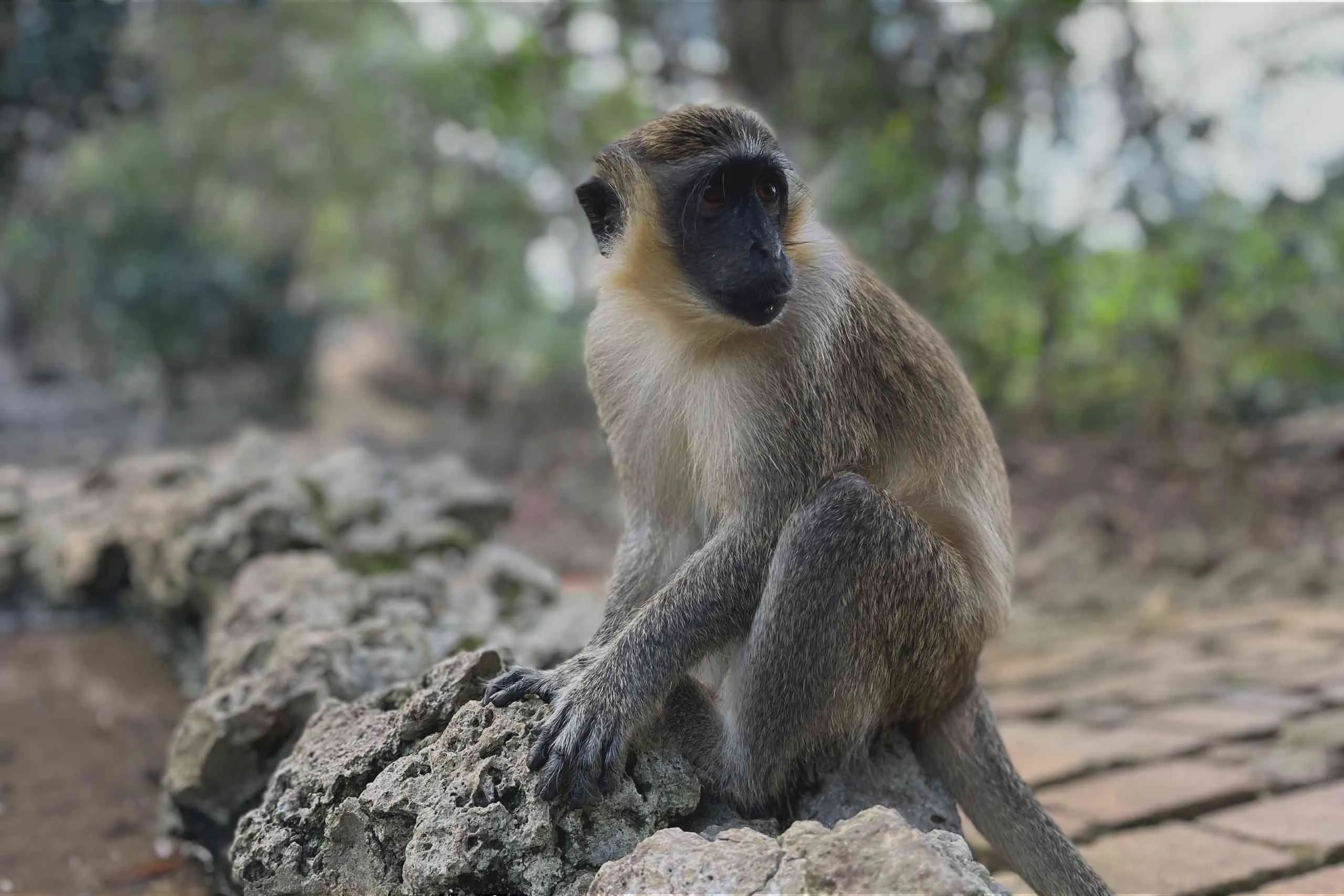 Barbados Wildlife